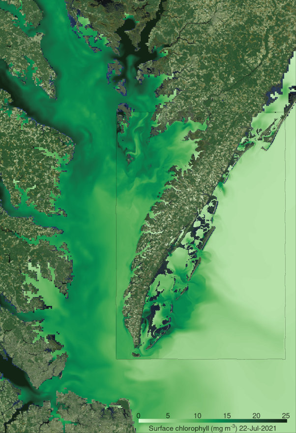 Virginia portion of the DelMarVa peninsula nested into the Bay-wide implementation of ROMS. The color shading represents surface chlorophyll-a concentrations over a few tidal cycles in July 2021.